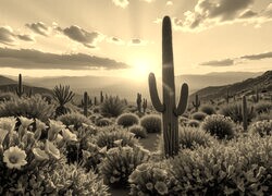 Sepia