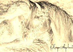 Sepia + Negatyw