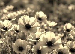 Szary + Sepia
