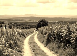 Sepia
