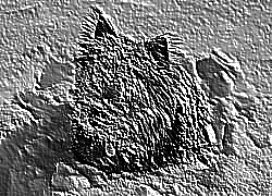 Skamielina