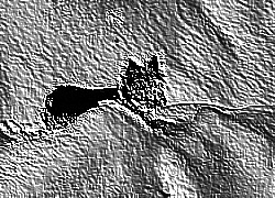 Skamielina
