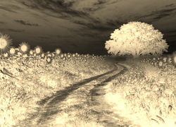 Sepia + Negatyw