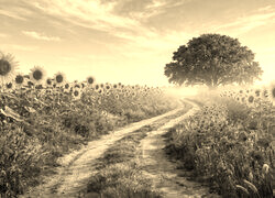 Sepia