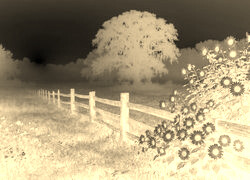 Sepia + Negatyw