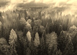 Szary + Sepia
