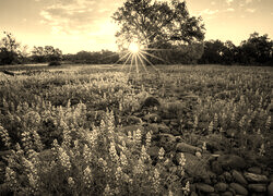 Szary + Sepia