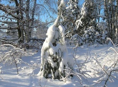 Oryginalny obrazek