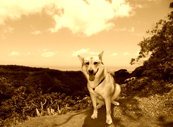 Sepia