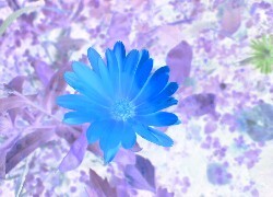 Negatyw