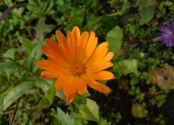 Oryginalny obrazek