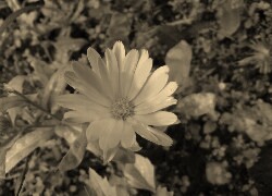 Szary + Sepia