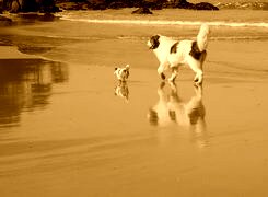Sepia
