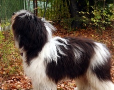 Oryginalny obrazek