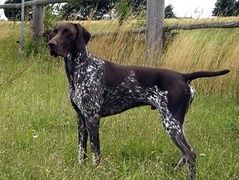 Oryginalny obrazek
