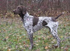 Oryginalny obrazek
