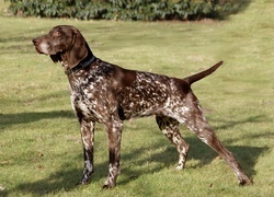 Oryginalny obrazek