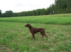 Oryginalny obrazek