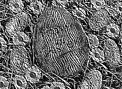Skamielina