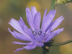 Oryginalny obrazek