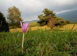 Oryginalny obrazek