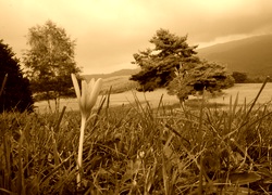 Sepia