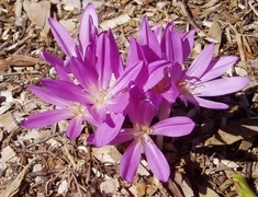 Oryginalny obrazek