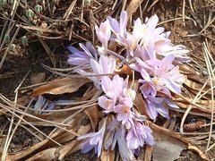 Oryginalny obrazek