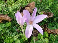 Oryginalny obrazek