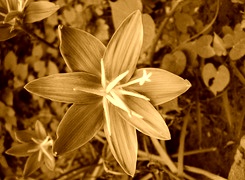 Sepia