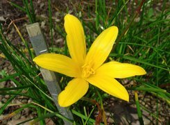 Oryginalny obrazek