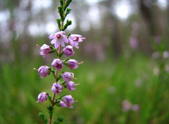 Oryginalny obrazek