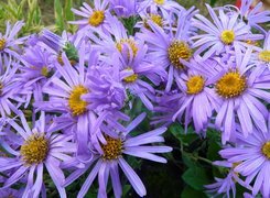 Oryginalny obrazek
