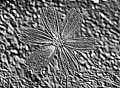 Skamielina