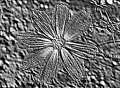 Skamielina