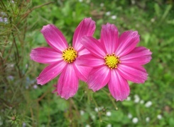Oryginalny obrazek