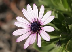 Oryginalny obrazek