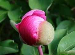 Oryginalny obrazek
