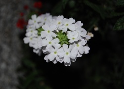 Oryginalny obrazek