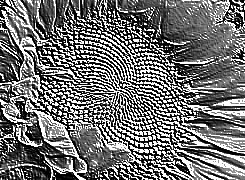 Skamielina