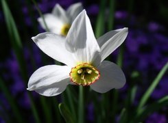 Oryginalny obrazek