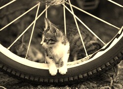 Szary + Sepia