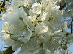 Oryginalny obrazek