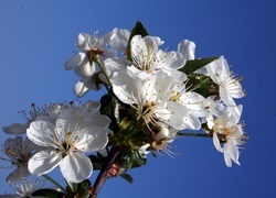 Oryginalny obrazek