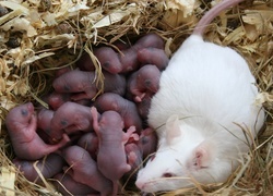 Oryginalny obrazek