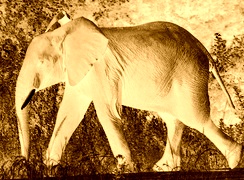 Sepia + Negatyw