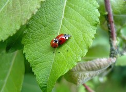 Oryginalny obrazek