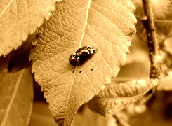 Sepia