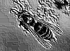 Skamielina