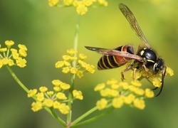 Oryginalny obrazek